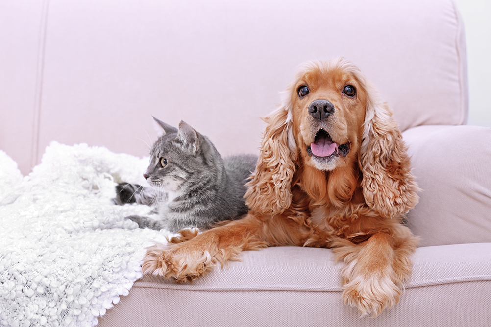 har du forsikret din beste venn.jpg